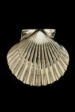 Sand-cast brass bay scallop door knocker